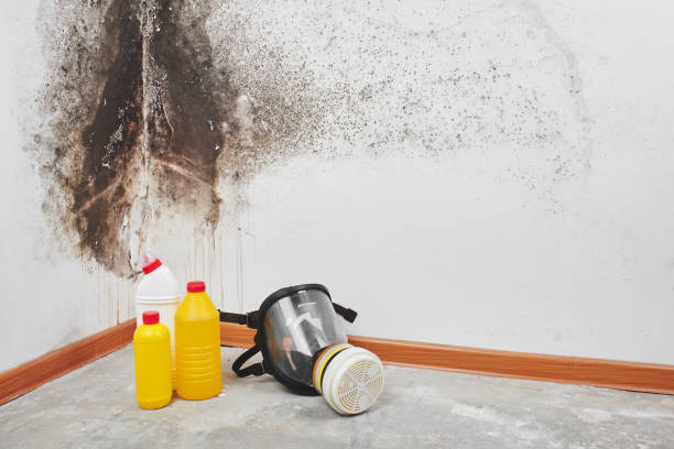 Best Certified Mold Removal  in Carrollton, TX