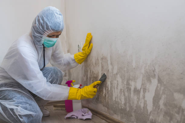 Mold Removal Process in Carrollton, TX