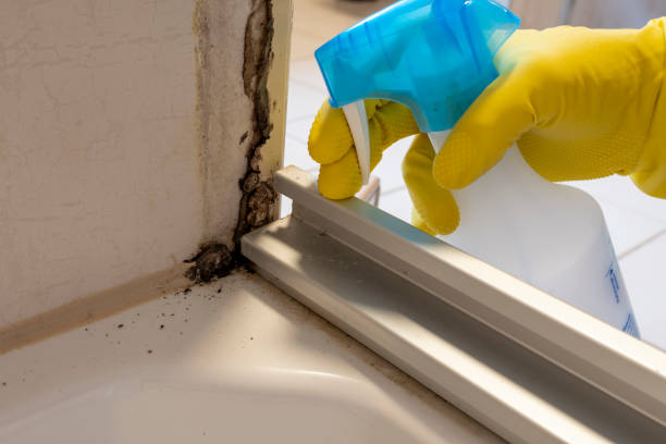 Best Home Mold Removal  in Carrollton, TX