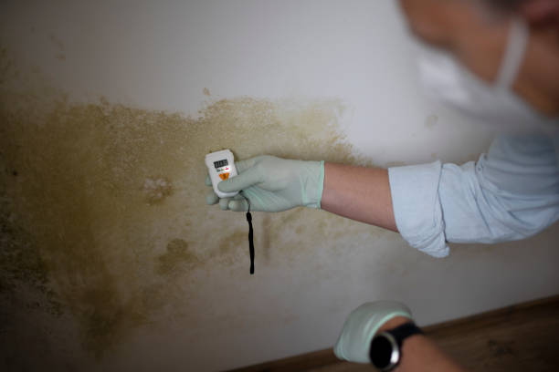 Best Commercial Mold Removal  in Carrollton, TX