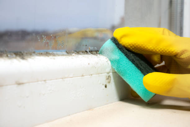 Best Affordable Mold Removal  in Carrollton, TX