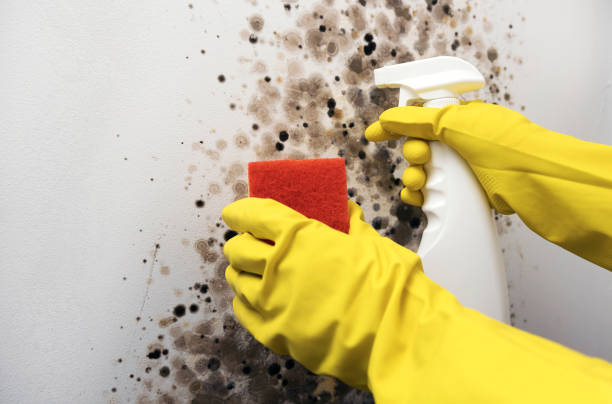 Mold Removal and Inspection in Carrollton, TX