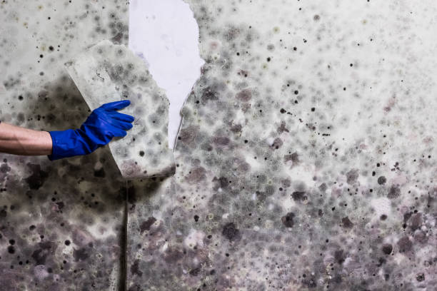 Home Mold Removal in Carrollton, TX