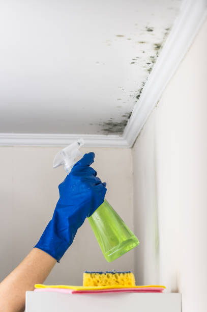 Professional Mold Removal in Carrollton, TX